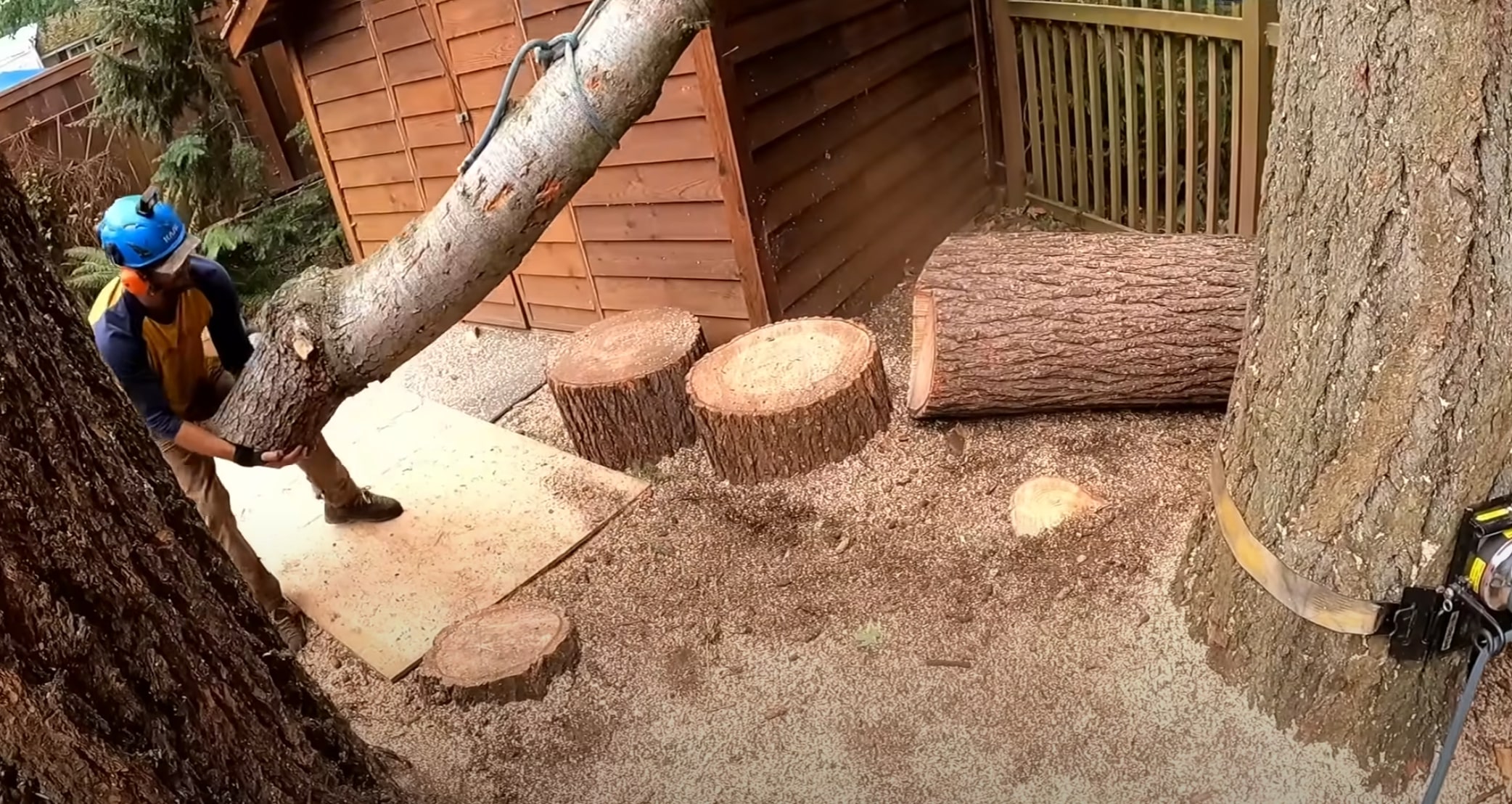 Professional tree removal service protecting residential property in Poinciana, FL