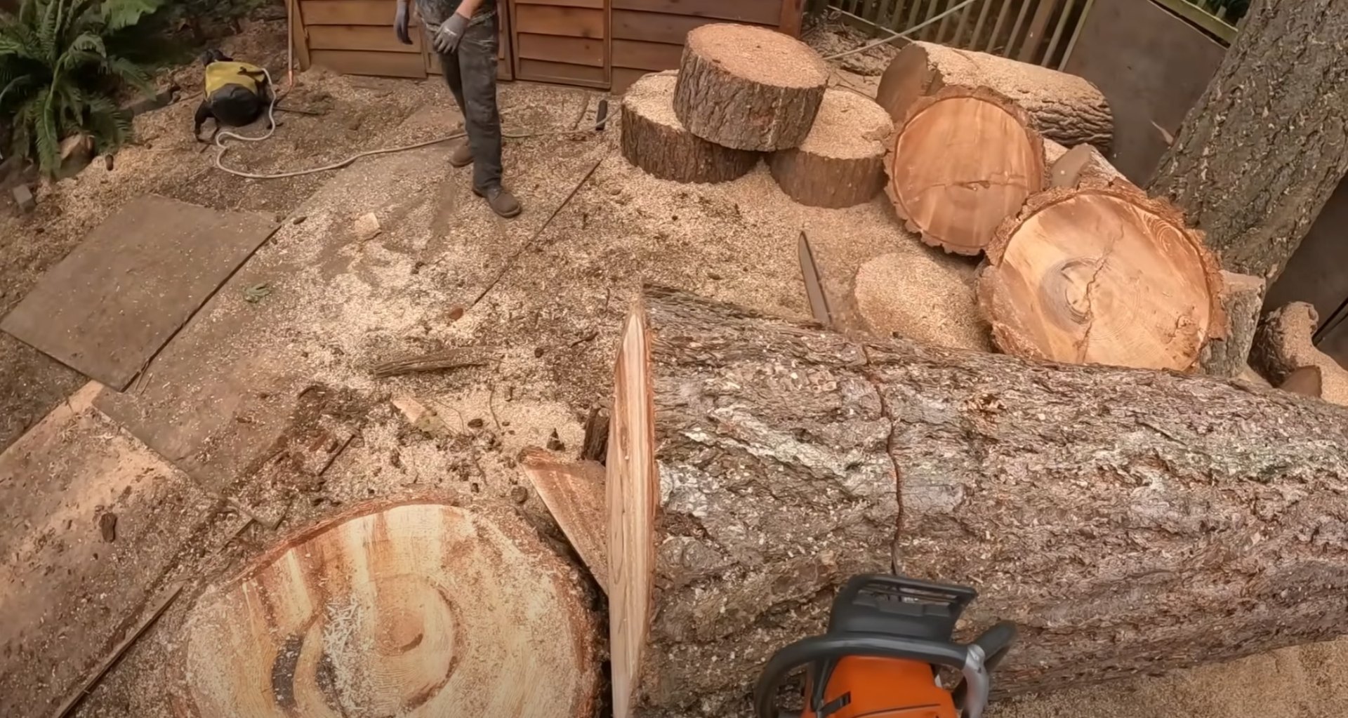 Expert tree maintenance preserving wood quality and tree health Tree sections showing healthy wood grain and professional cutting techniques