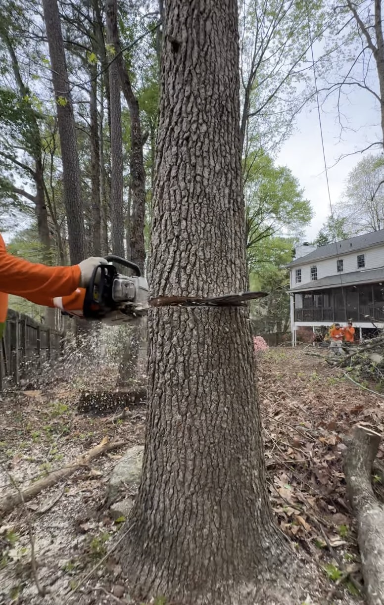 Expert emergency tree removal with professional equipment Professional arborist using chainsaw for emergency tree cutting
