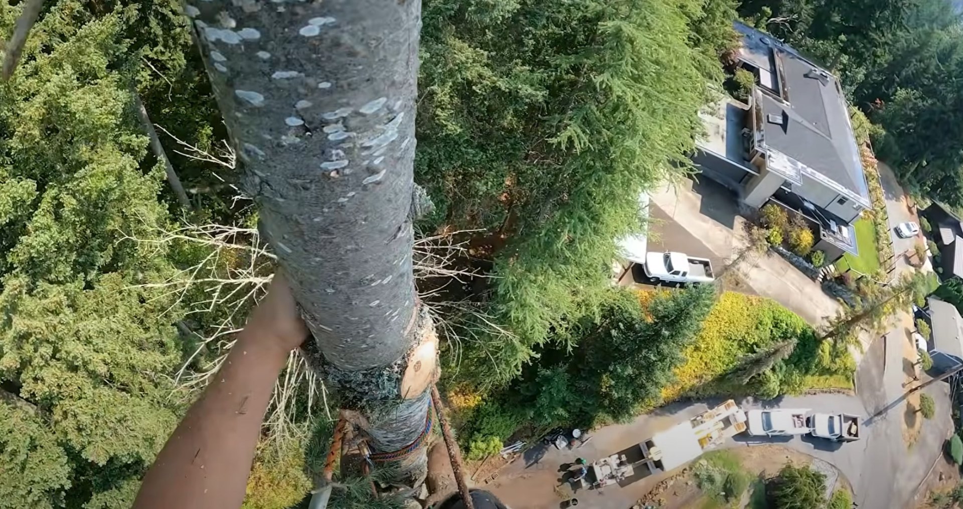 Aerial view of tree removal project showing scale and complexity