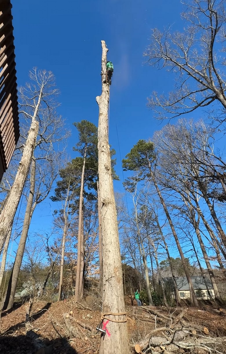Professional tree service contractor working on tree removal in Poinciana FL
