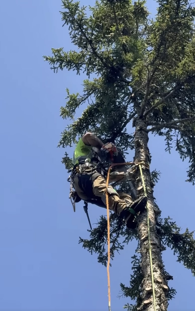 Expert tree trimming and pruning services Professional arborist performing tree trimming with proper safety equipment