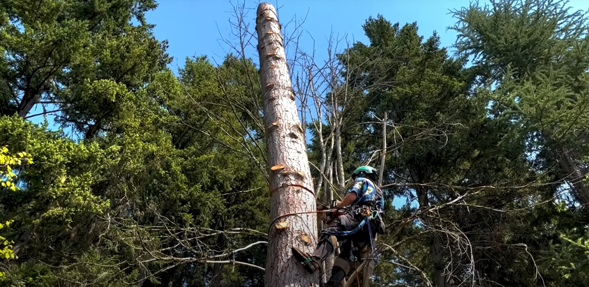 Expert tree climbing and pruning by certified arborist Certified arborist climbing tall tree for professional tree trimming