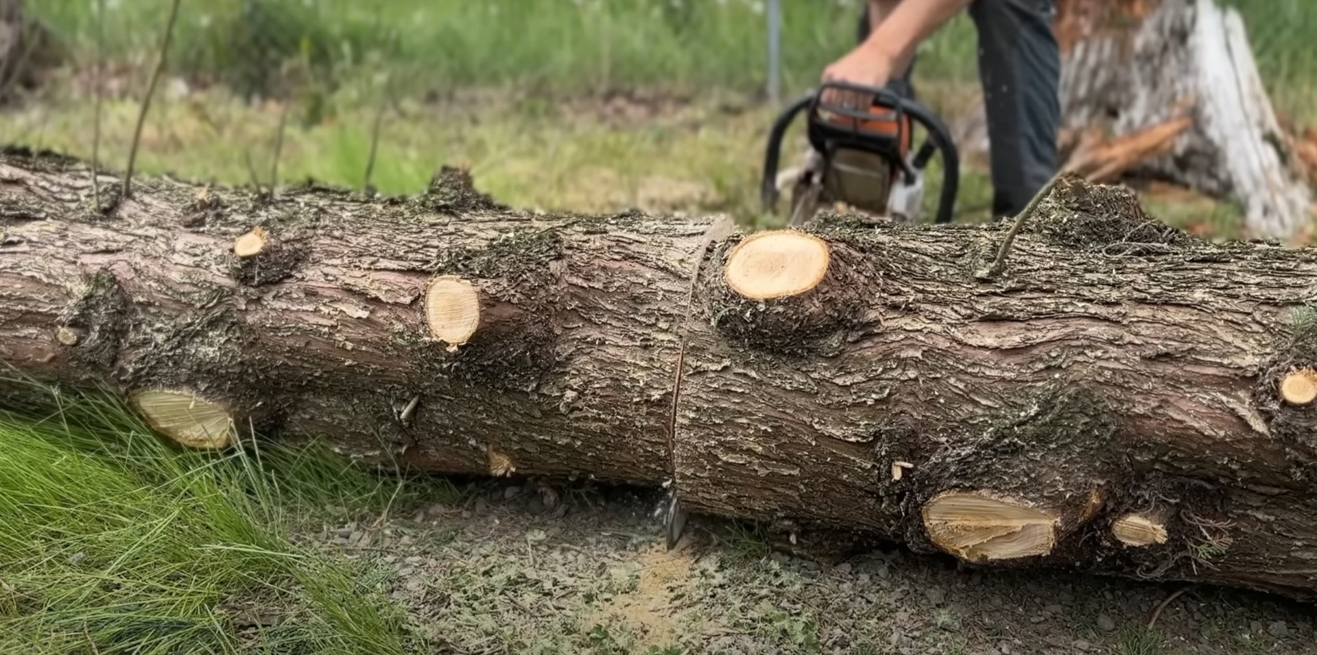 Cut tree logs showing professional tree removal and processing