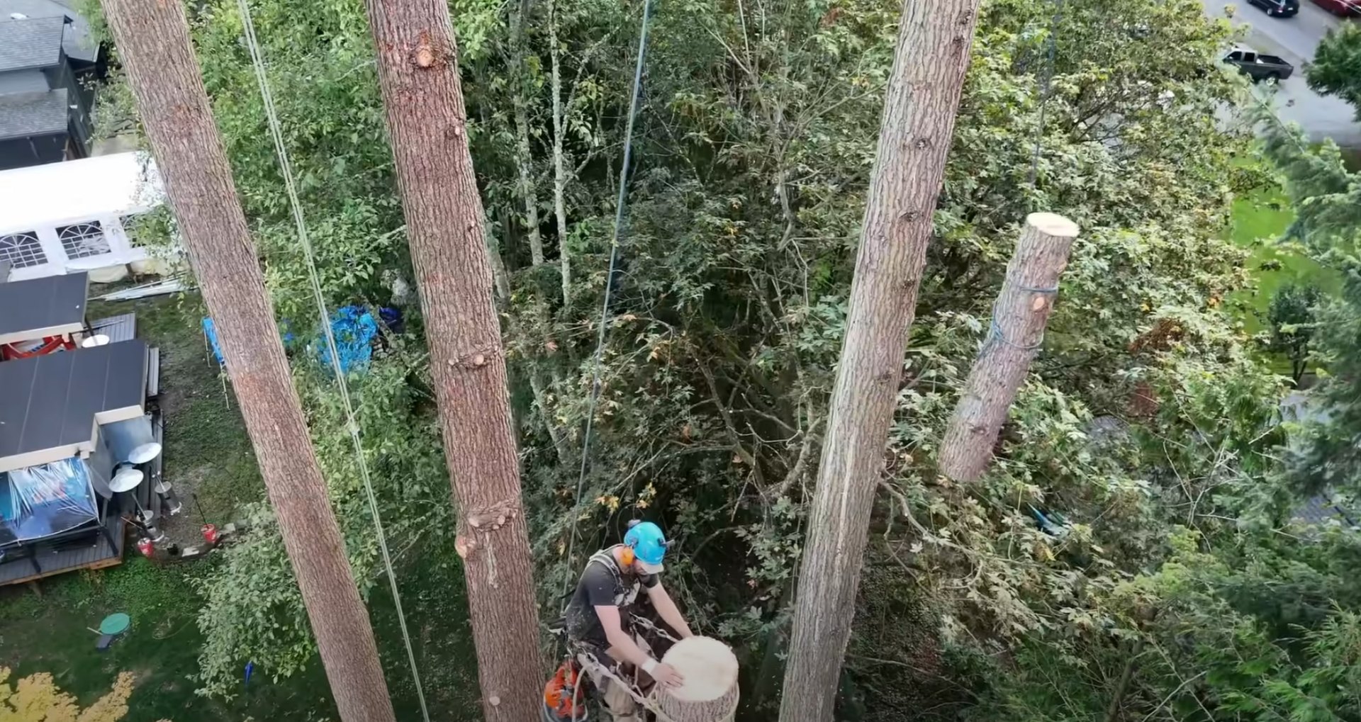 Aerial view of tree service professionals working on multiple tree removal